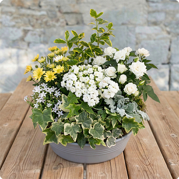 Composition Deuil Lumière