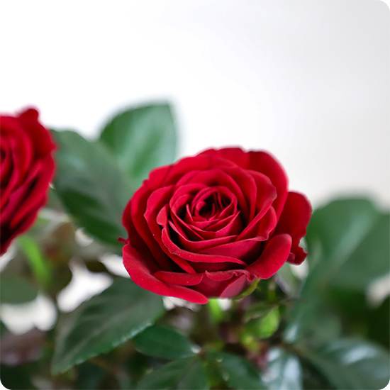 Composition Magie de Décembre - Livraison fleurs avec 123fleurs