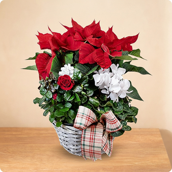 Composition Magie de Décembre - Livraison fleurs avec 123fleurs