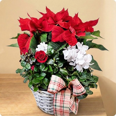 Composition Magie de Décembre - Livraison fleurs avec 123fleurs