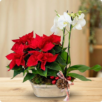 Décoration de Noël, cadeau raffiné de fin d’année, remerciements professionnels, geste d’élégance pour les fêtes. Offrez une touche prestigieuse avec la Composition Noël Prestigieux.