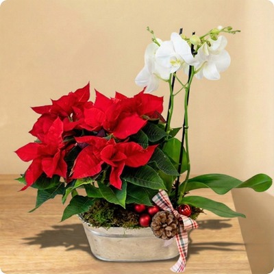 Décoration de Noël, cadeau raffiné de fin d’année, remerciements professionnels, geste d’élégance pour les fêtes. Offrez une touche prestigieuse avec la Composition Noël Prestigieux.