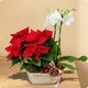 Composition florale de Noël avec poinsettia rouge et orchidée blanche dans une coupe décorative