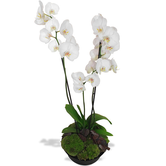 Commandez une Composition Orchidées blanches