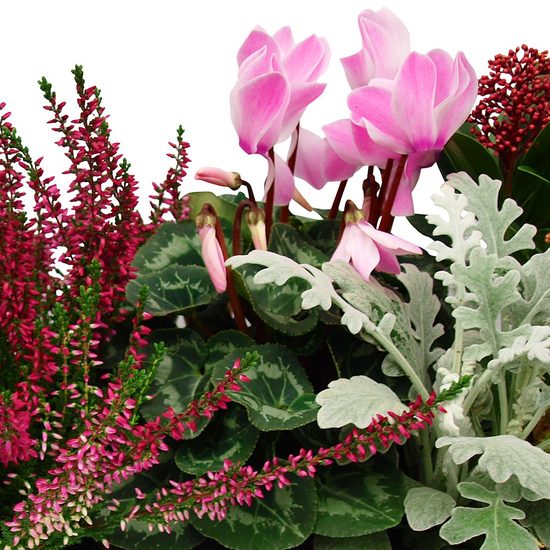 Envoyez une Composition Paisible jardin