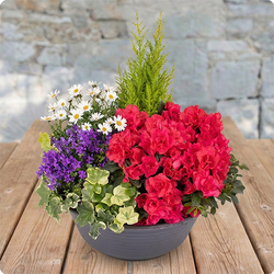 Précieux Souvenirs - Livraison rapide d’un hommage végétal avec 123fleurs