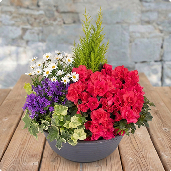 Précieux Souvenirs - Livraison rapide d’un hommage végétal avec 123fleurs