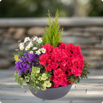 Précieux Souvenirs - Livraison rapide d’un hommage végétal avec 123fleurs