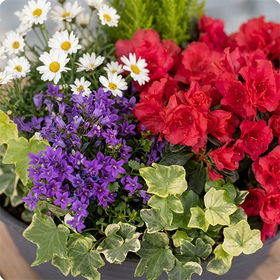 Précieux Souvenirs - Livraison rapide d’un hommage végétal avec 123fleurs