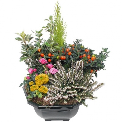 Envoyez une Coupe de plantes Quiétude