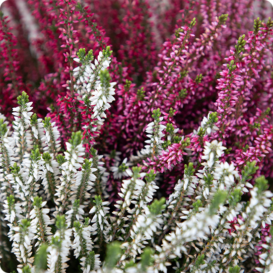 La Coupe de Callunas est idéale pour un hommage simple et végétal à la Toussaint.