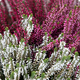 Coupe de Callunas - 123fleurs - Livraison aujourd’hui