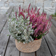 Coupe de Callunas - 123fleurs - Livraison aujourd’hui