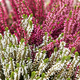 Coupe de Callunas - 123fleurs - Livraison aujourd’hui
