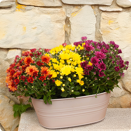 Coupe de chrysanthèmes pour la Toussaint