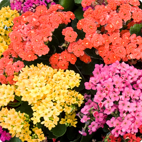 Une composition colorée et facile d’entretien