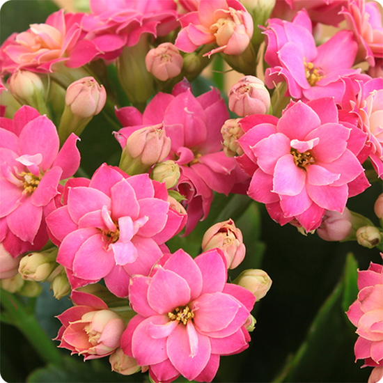 Une composition colorée et facile d’entretien