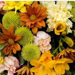 Coupe de plante du fleuriste