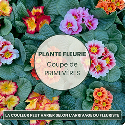 Plante fleuries de saison