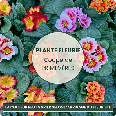 Plante fleuries de saison