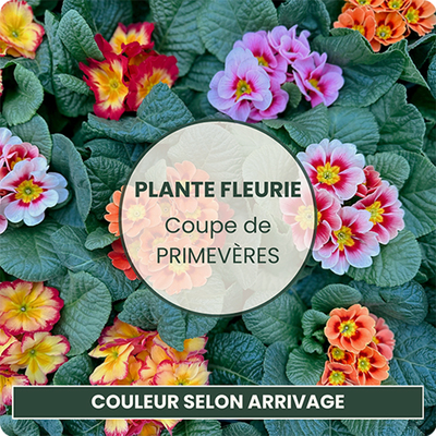 Plante fleuries de saison