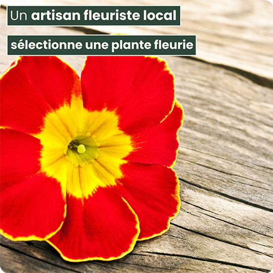 Plante fleuries de saison