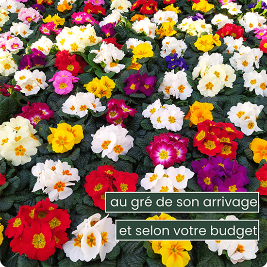Plante fleuries de saison