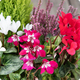 Coupe de Saison avec cyclamens rouges, roses, blancs, bruyères et cyprès citronné – 123fleurs