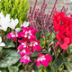 Coupe de Saison avec cyclamens rouges, roses, blancs, bruyères et cyprès citronné – 123fleurs