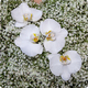  Croix de deuil Gypsophile et Orchidées – Un hommage pur et intemporel