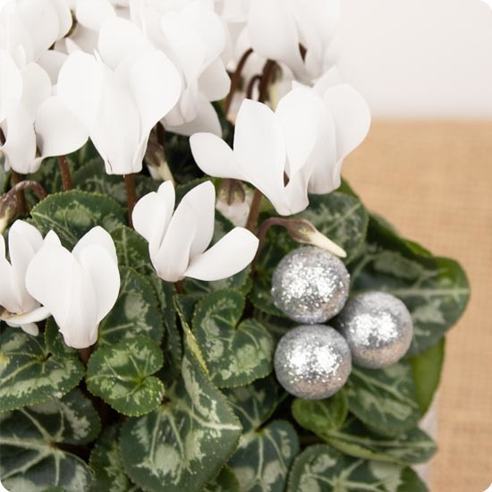 Cyclamens en fête