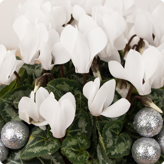 Cyclamens en fête