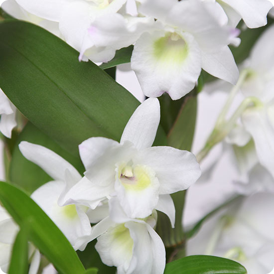 Dendrobium Nobile 