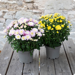 Livraison sur tombe par un artisan fleuriste local
