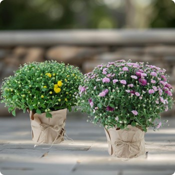Livraison sur tombe par un artisan fleuriste local