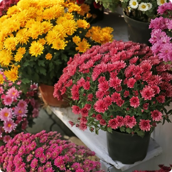 Livraison sur tombe par un artisan fleuriste local