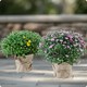 Duo de petites Pomponnettes – deux potées fleuries compactes