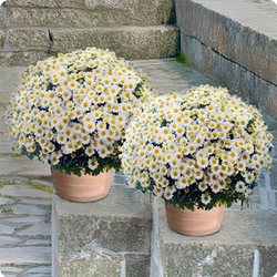 Duo de chrysanthèmes blancs