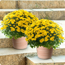 Duo de chrysanthèmes jaunes