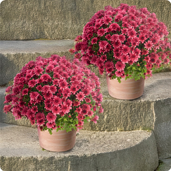 Duo de chrysanthèmes mauves