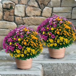 Duo de chrysanthèmes pomponettes