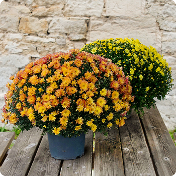 Idéal Toussaint. Livraison rapide avec 123fleurs.