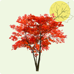 Arbre Liberté - l'Érable