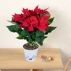 Décorations de Noël, remerciements, cadeau d’hôtesse ou simple plaisir d’offrir pendant les fêtes.