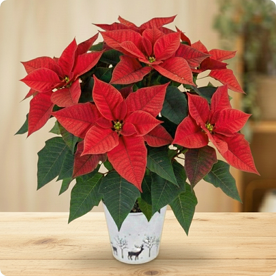 Décorations de Noël, remerciements, cadeau d’hôtesse ou simple plaisir d’offrir pendant les fêtes.