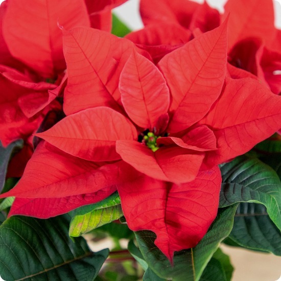Décorations de Noël, remerciements, cadeau d’hôtesse ou simple plaisir d’offrir pendant les fêtes.