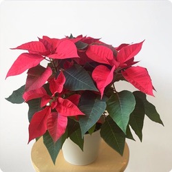 Offrez un poinsettia