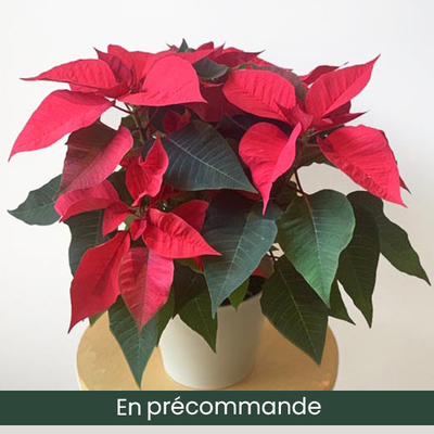 Offrez un poinsettia