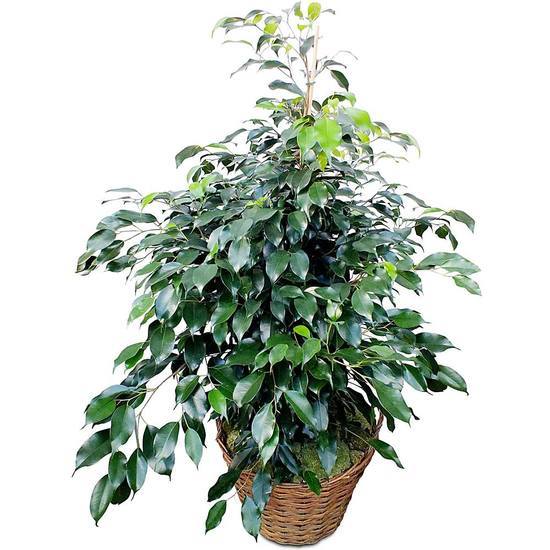 Offrez un Ficus en pot