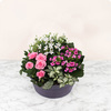 Fleurs de Cœur - Livraison rapide d’une création végétale par 123fleurs